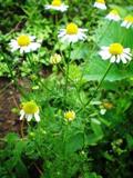 Anthemis Nobilis